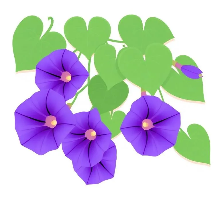 AB Seed — মর্নিং গ্লোরি চাষ পদ্ধতি